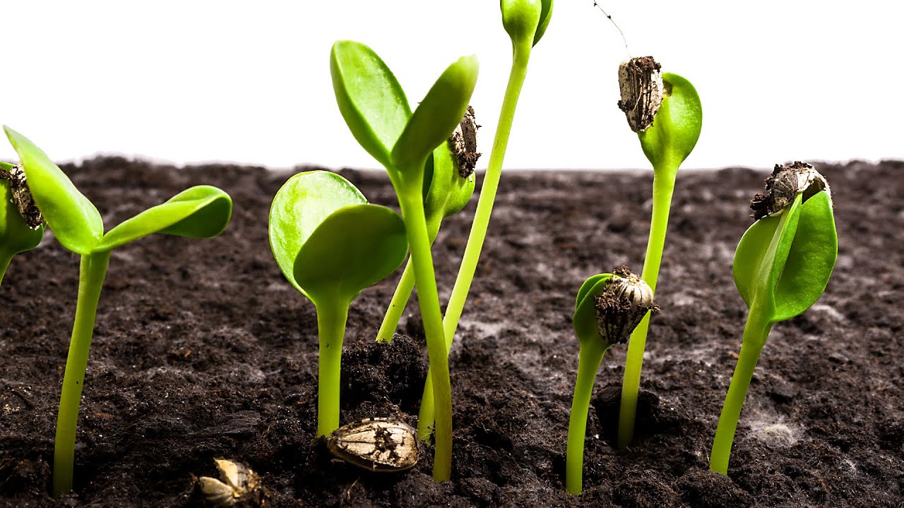 seedlings coming up