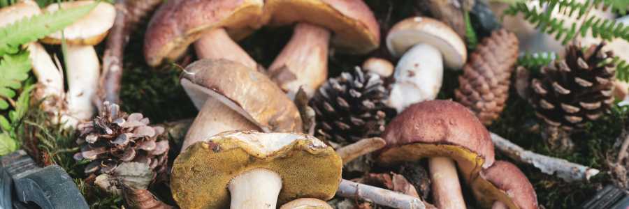 Close-up of mushrooms, cones, and plants in a container. 
