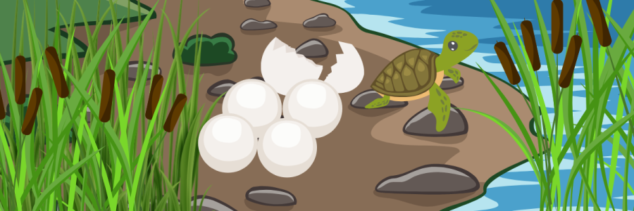 turtle hatching from shell and entering river