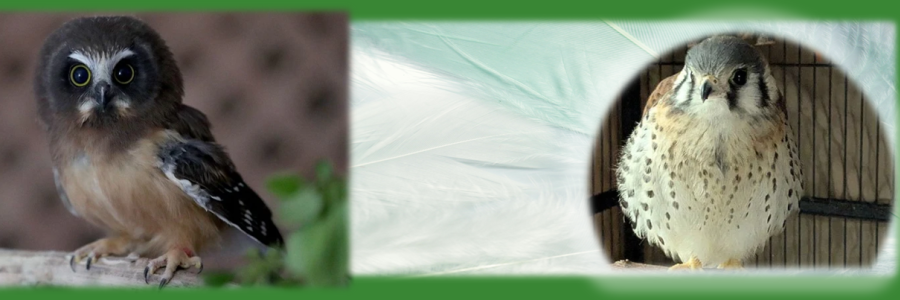 Kato the Kestrel, White feathers, owl